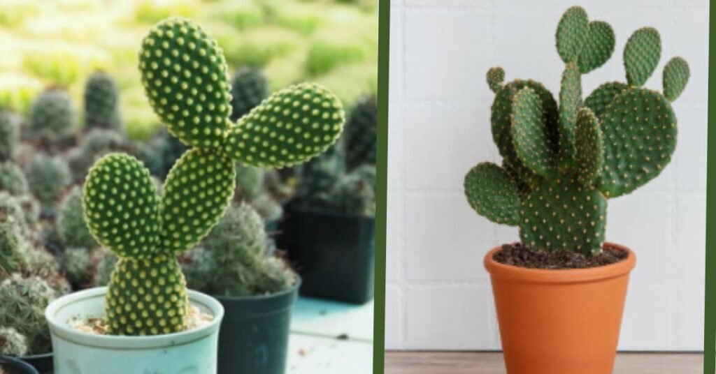 Bunny ear cactus