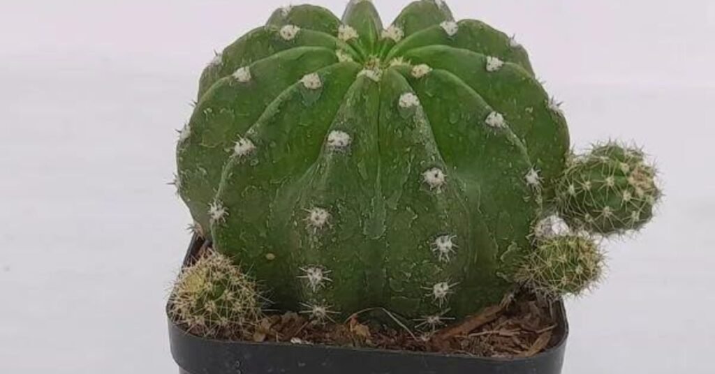 Echinopsis cactus