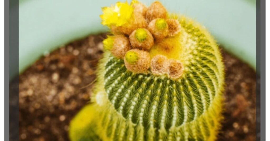 Noto Cactus