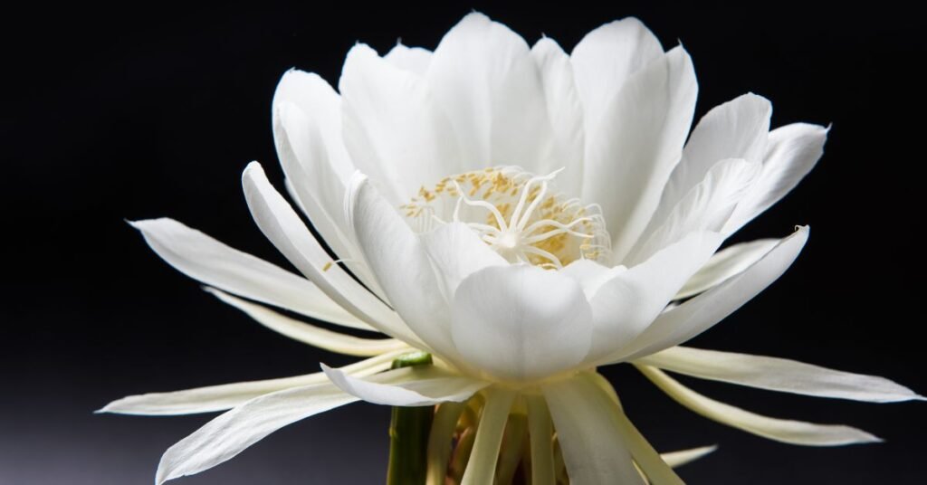 Image of Brahma kamal