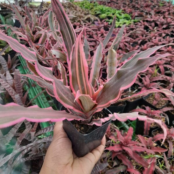 Cryptanthus Ruby Pink And Black ndoor plant