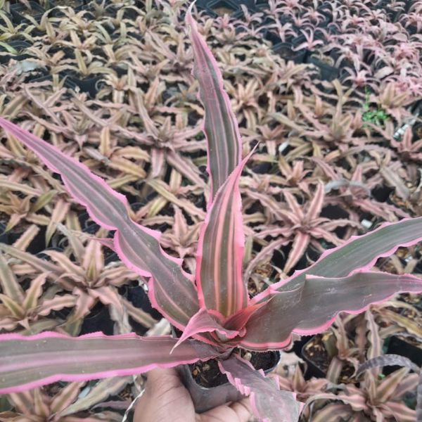 Cryptanthus Ruby Pink And Black indoor plant