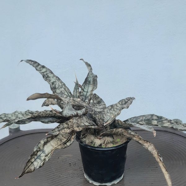 Sansevieria Coppertone indoor plant