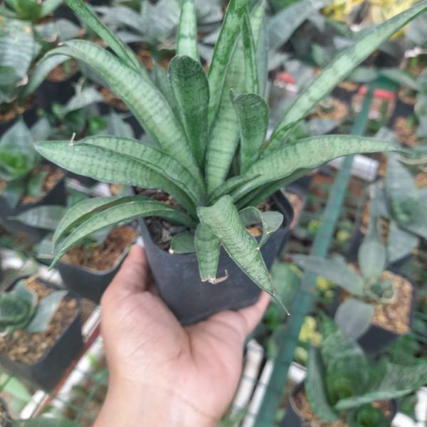 Sansevieria Lilliput indoor plant