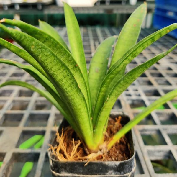 Sansevieria Lilliput indoor plant