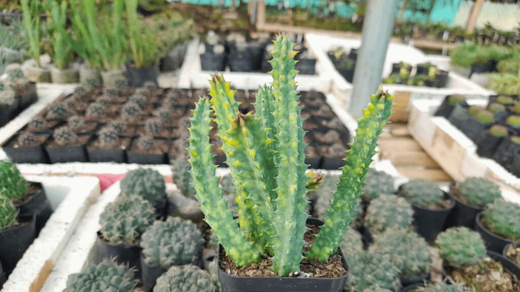 Image of  Huernia Cactus
