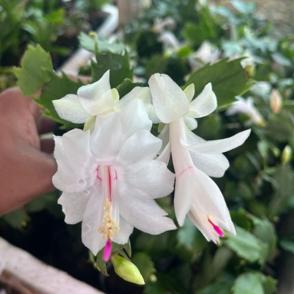 Christmas Cactus Combo - Image 6