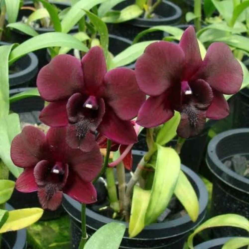 Dendrobium Airy Crimson - Image 3