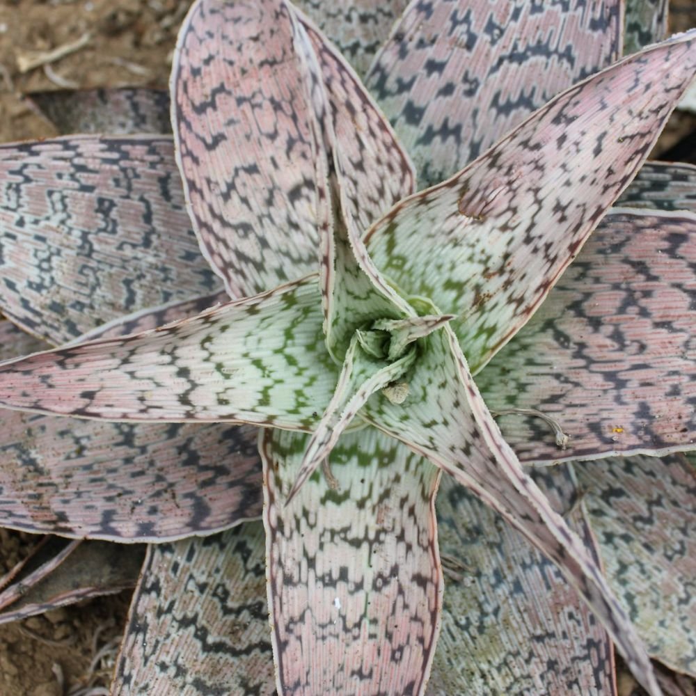 Aloe Pink Blush