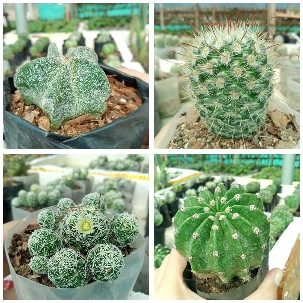 Four Cactus combo pack v1