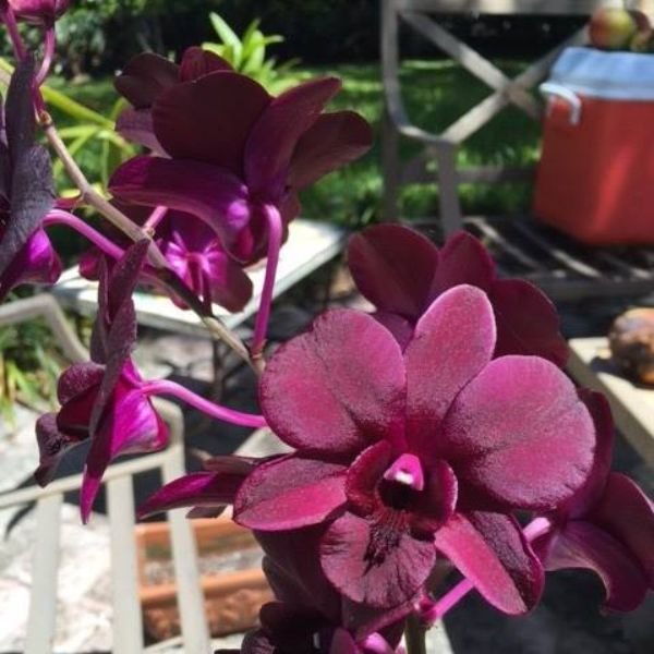 Dendrobium Airy Crimson - Image 4