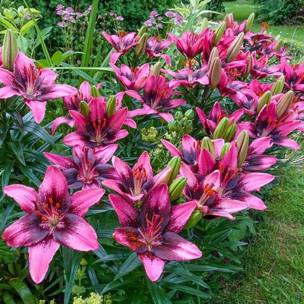 Lilium Bulbs Combo Set - Image 6