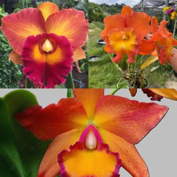 Image of Orange Cattleya Combo