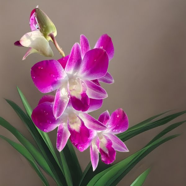 Image of Dendrobium Airy Panda Orchid