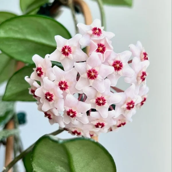 Image of Hoya carnosa