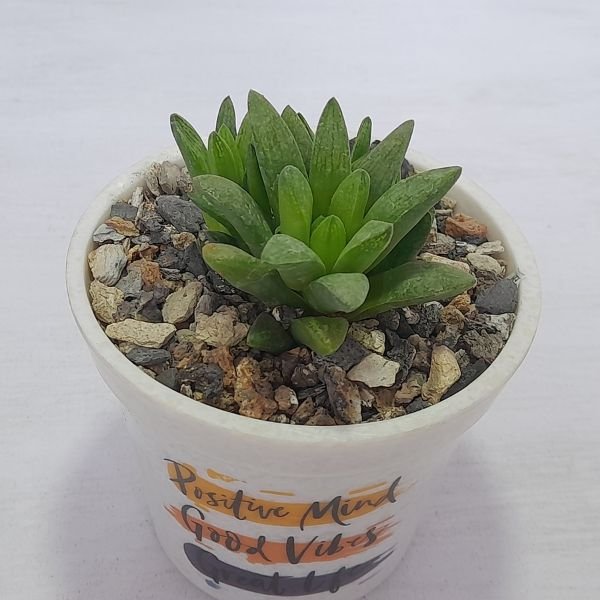 Haworthia turgida - Image 3