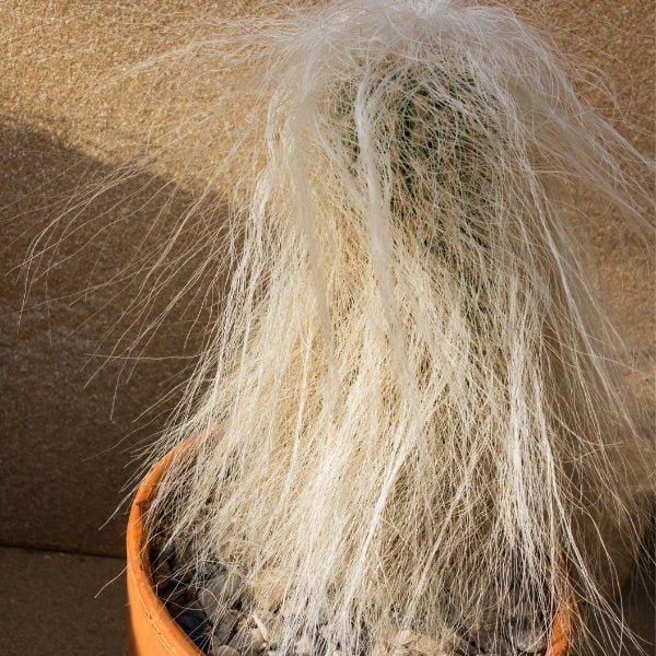 Cactus Plant set of 2 for Home - Image 3