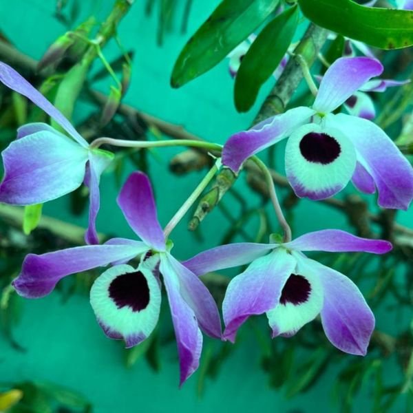 Dendrobium Nobile Orchid - Image 4