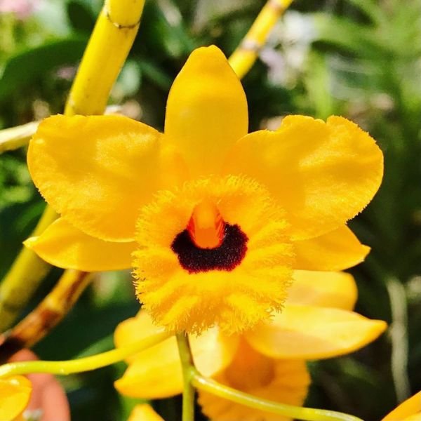 Dendrobium Fimbriatum - Image 3