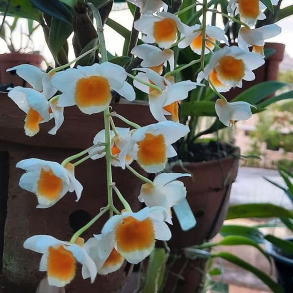 Dendrobium Farmeri Orchid - Image 8