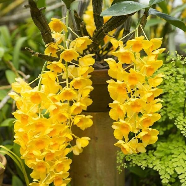 Dendrobium Jenkinsii Orchid - Image 9