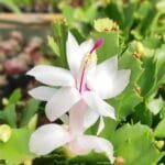 Image of white christmas cactus