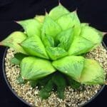 Haworthia cuspidata