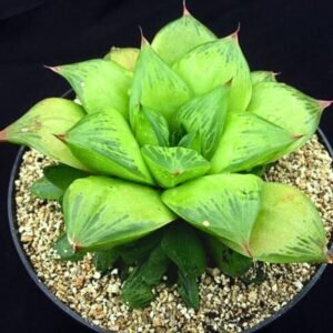 Image of a green plant in a pot Haworthia cuspidata