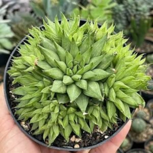 Image of Haworthia Murumiana