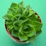 Image of Haworthia Planifolia