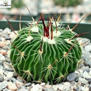 Image of Thai Brain Cactus