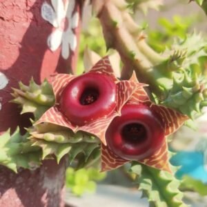 Image of Huernia zebrina variegata cactus