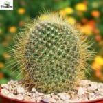 Image of Mammillaria Eriacantha