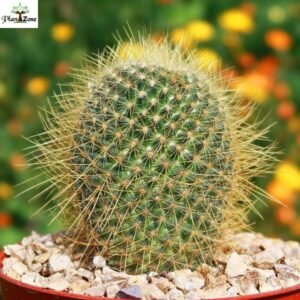 Image of Mammillaria Eriacantha