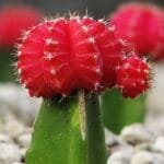 Image of Red Moon Cactus