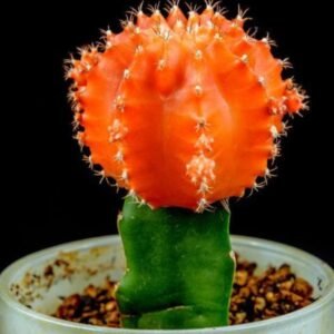 Image of Orange Moon Cactus