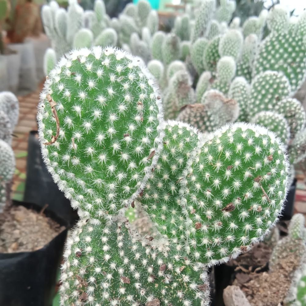 White Ear Bunny Cactus - Image 3