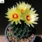 Image of Hamatocactus setispinus