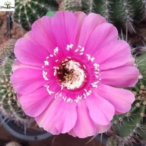 Image of Echenopsis Cactus