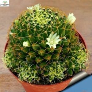 Image of Mammillaria decipiens