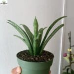 Sansevieria Lilliput indoor plant