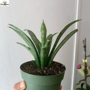 Image of Sansevieria Lilliput indoor plant