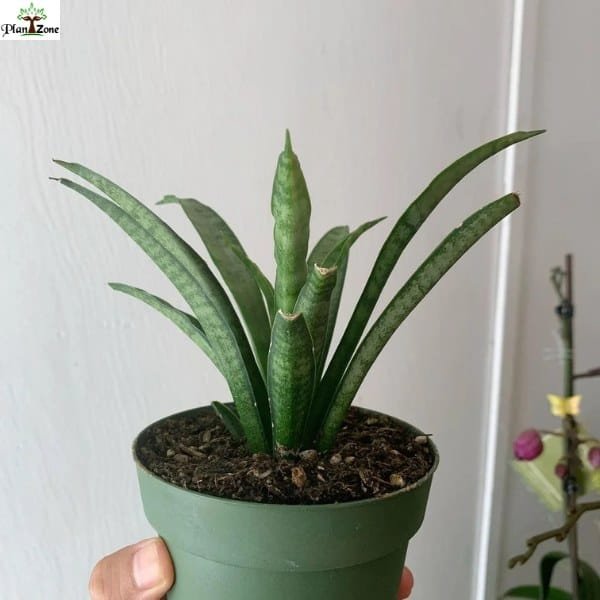 Image of Sansevieria Lilliput indoor plant