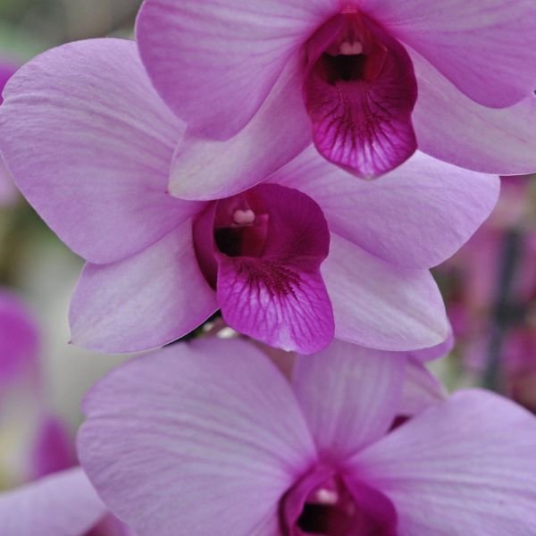 Dendrobium Pink Butterfly - Image 3