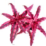 Cryptanthus Ruby