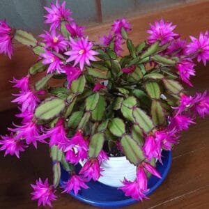 Easter Cactus Purple