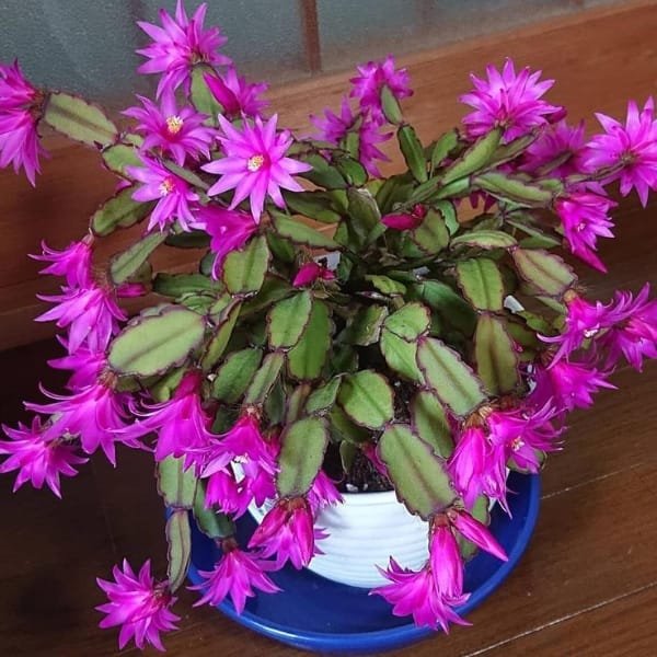 Easter Cactus Purple