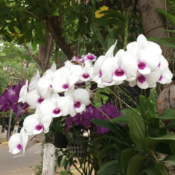 Dendrobium Airy Ice - Image 5