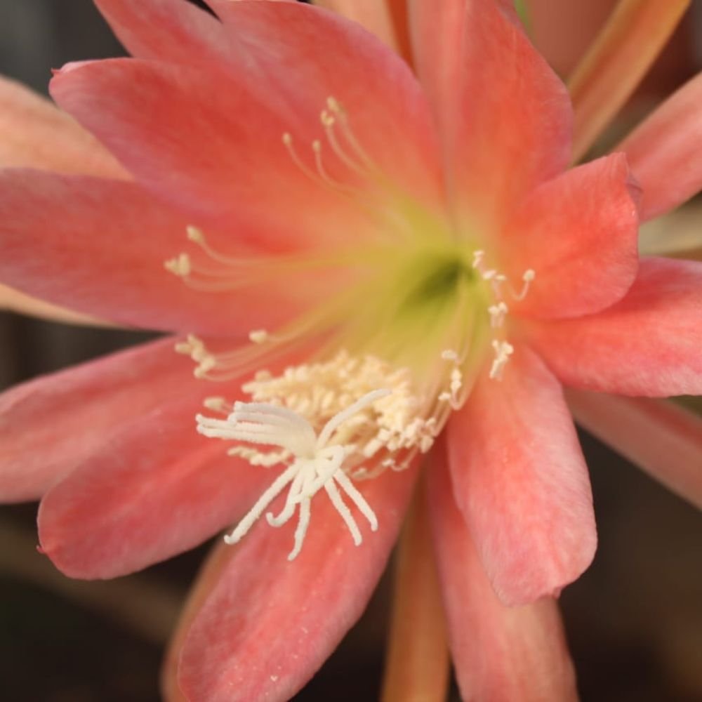 BrahmaKamal | Epiphyllum Padre Texus - Image 3
