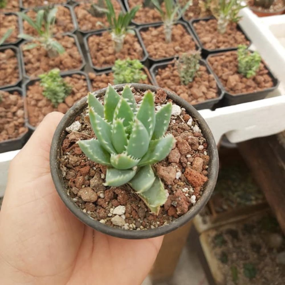Aloe Brevifolia - Image 3